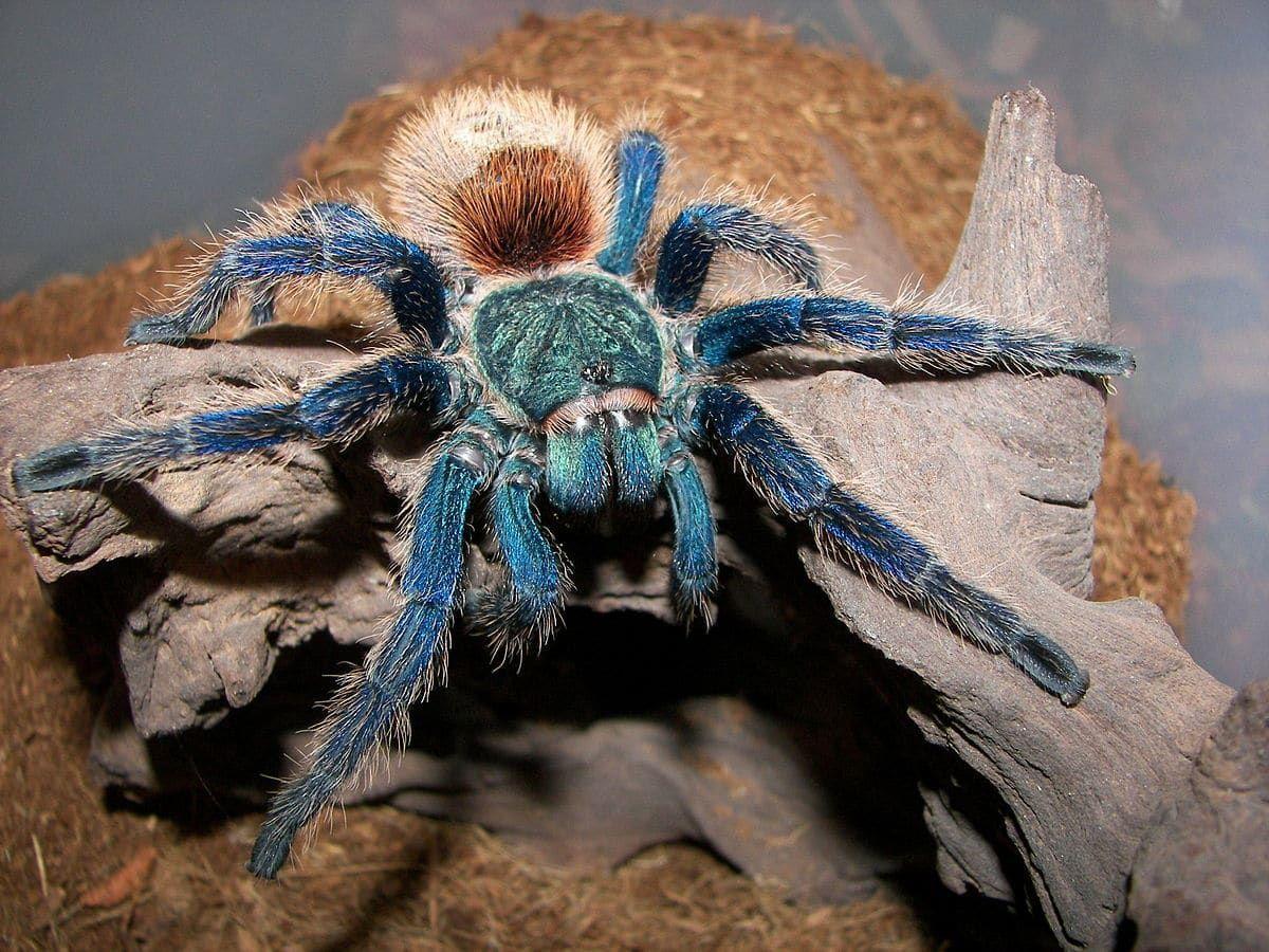 Ejemplar de tarántula azul