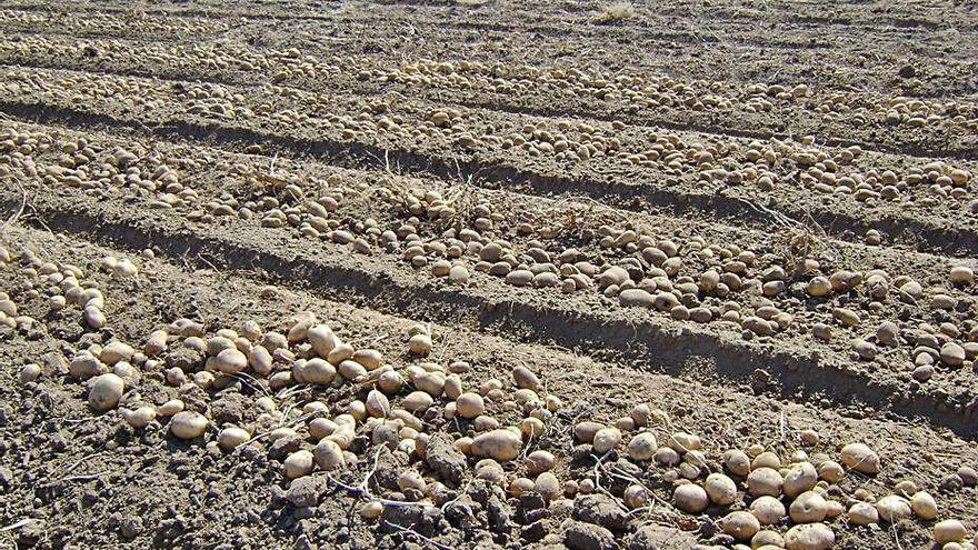 Tres municipios coruñeses afectados por la plaga de la patata podrán volver a plantar