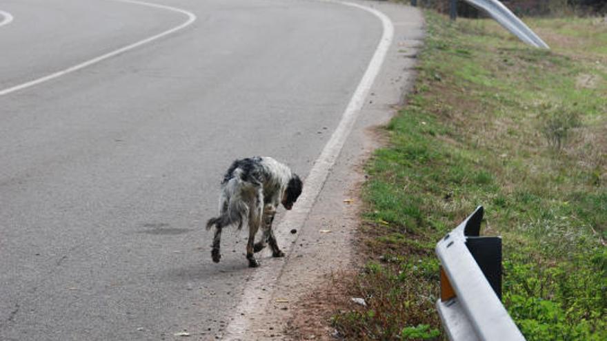 La carretera olvida a los perros atropellados