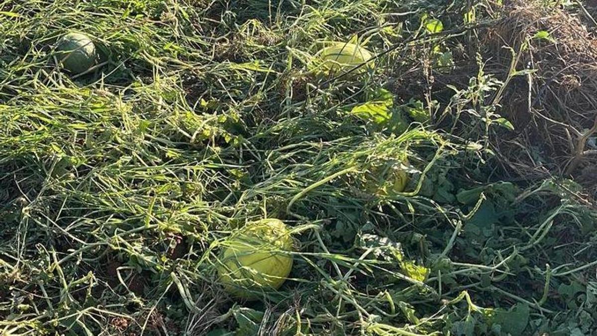 Melonen auf dem Feld wurden durch den Sturm zerstört.