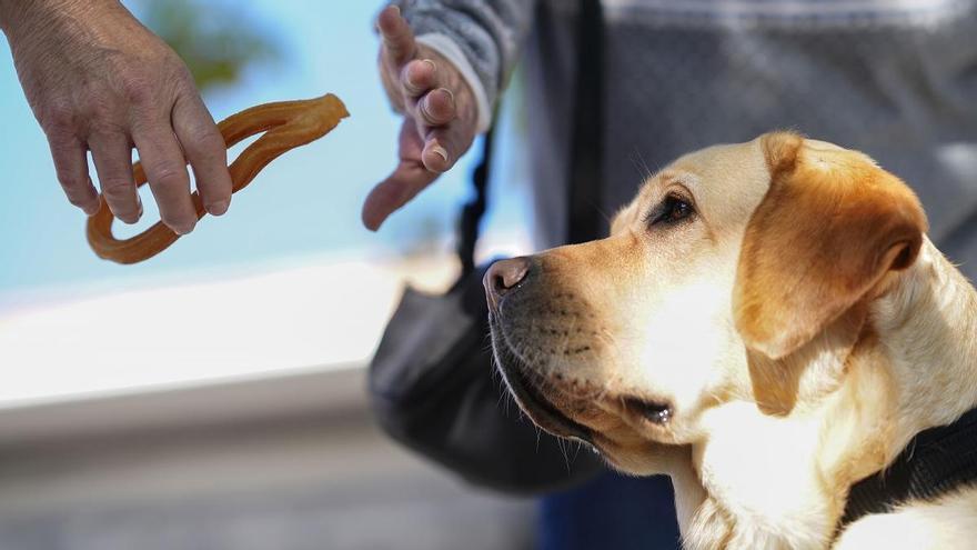 Perros guía de la ONCE en Córdoba: &#039;No les dé comida, solo come la suya&#039;