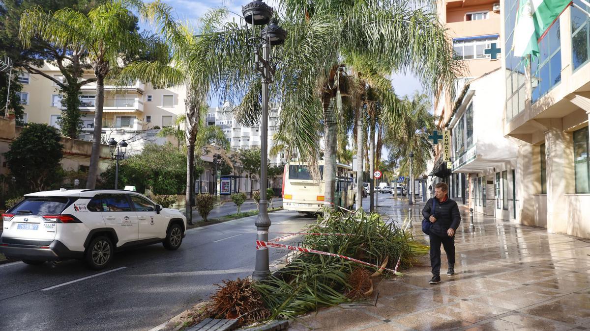 Una mujer ha fallecido este martes en Torremolinos al caerle encima una palmera