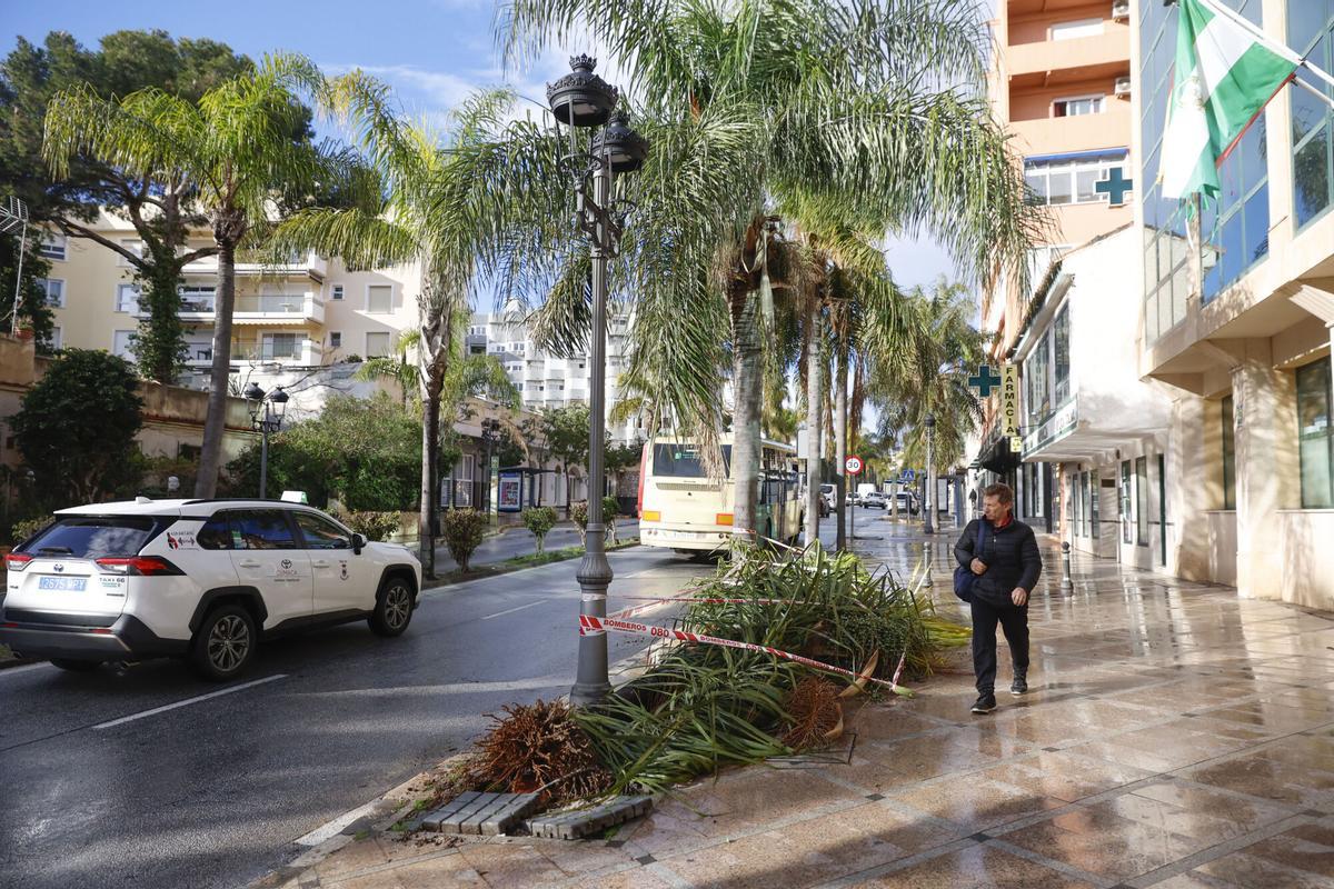 Una mujer ha fallecido este martes en Torremolinos al caerle encima una palmera