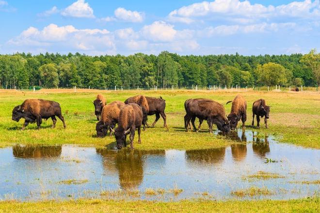 Bisontes en Polonia