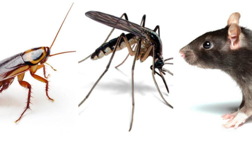 Suben las denuncias por roedores y mosquitos, bajan las de cucarachas