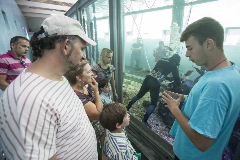 El acuario del Museo do Mar muestra a los visitantes cómo se alimenta a los peces.