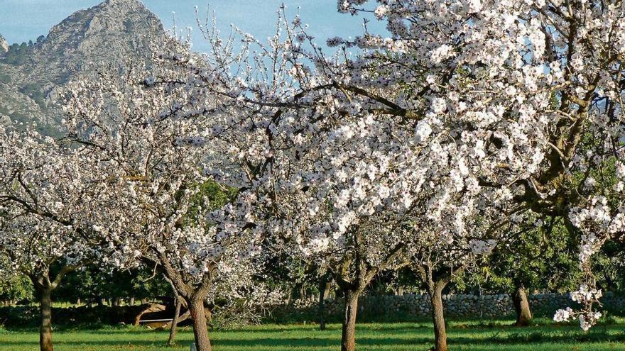 Los 3,8 millones de almendros mallorquines son parte fundamental del paisaje de la isla.