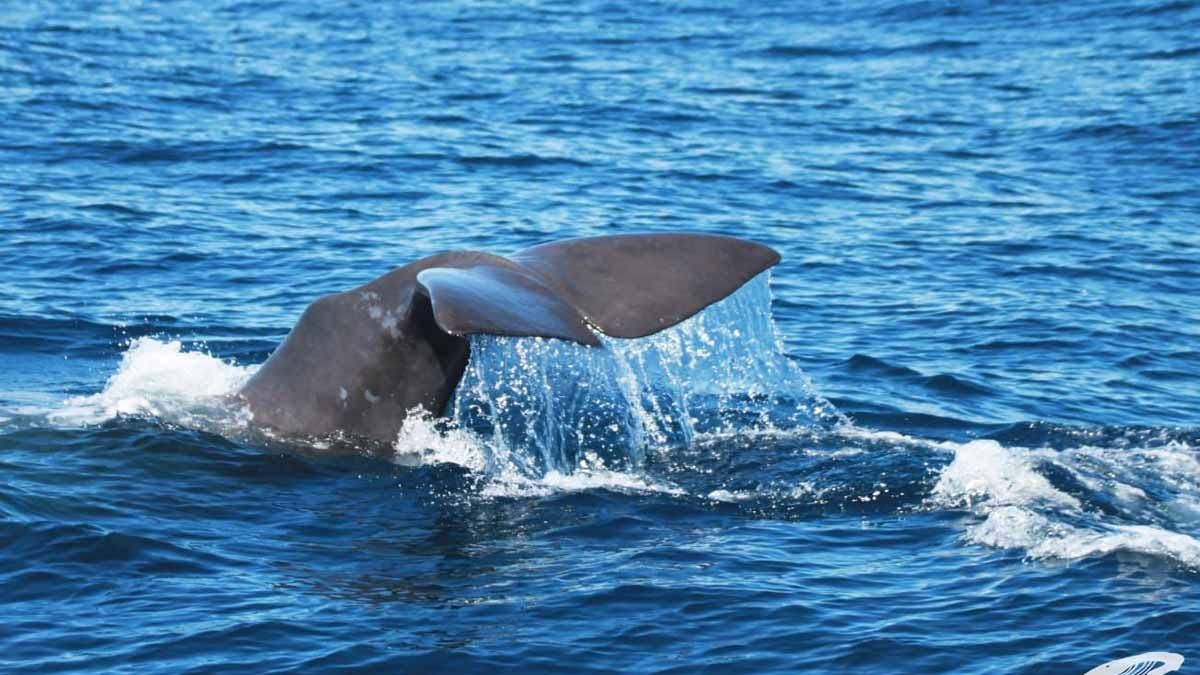 Un cachalote, probablemente una hembra, grabada con un dron el pasado 27 de abril en el Garraf.