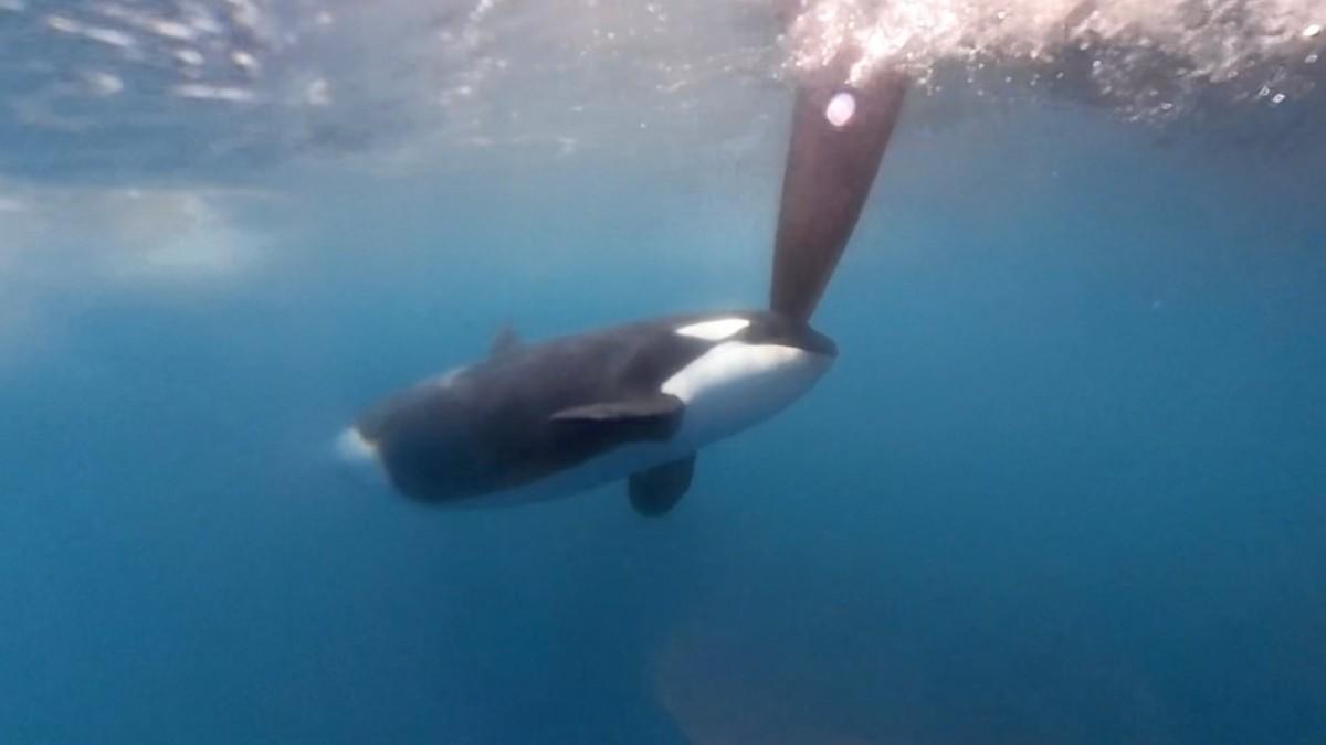 Una orca golpeando el timón de un velero