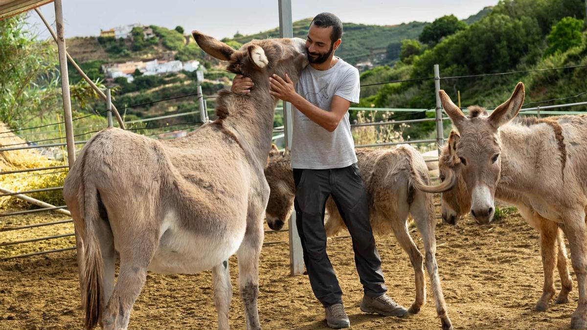 En la imagen, el veterinario Aníbal Vega Santana, impulsor del evento Noche Mágica del Burro.