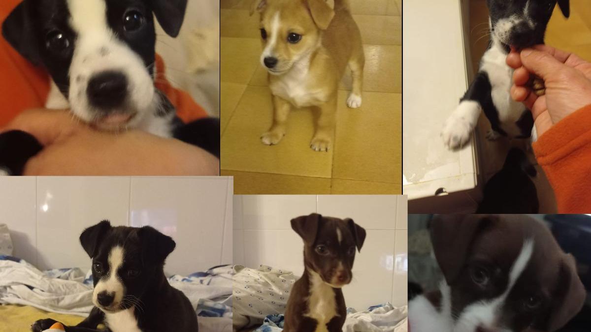 Estos 6 cachorros abandonados junto a un contenedor en Santa Pola buscan dueños