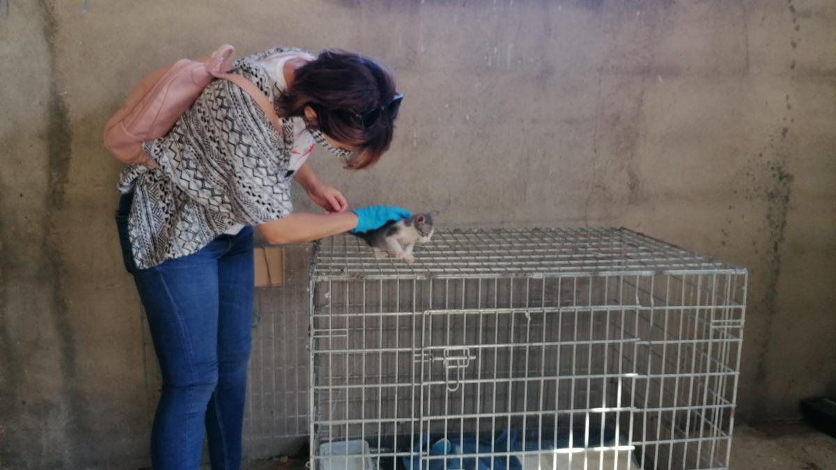 Una voluntaria cuida a un gato abandonado en el refugio de la asociación