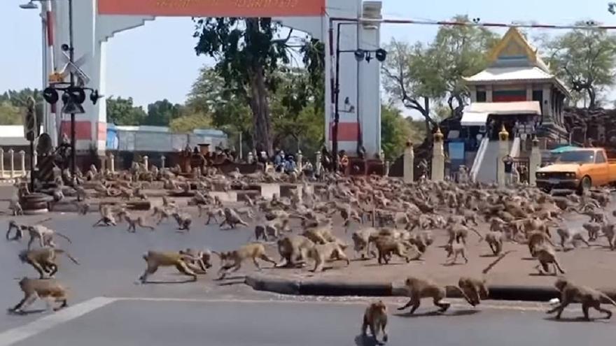 Una ciudad tailandesa invadida por los monos trata de recuperar el control de las calles