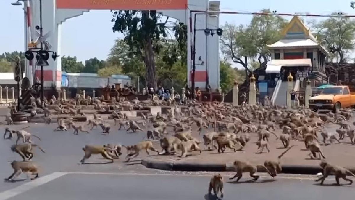 Una ciudad invadida por los monos trata de recuperar el control