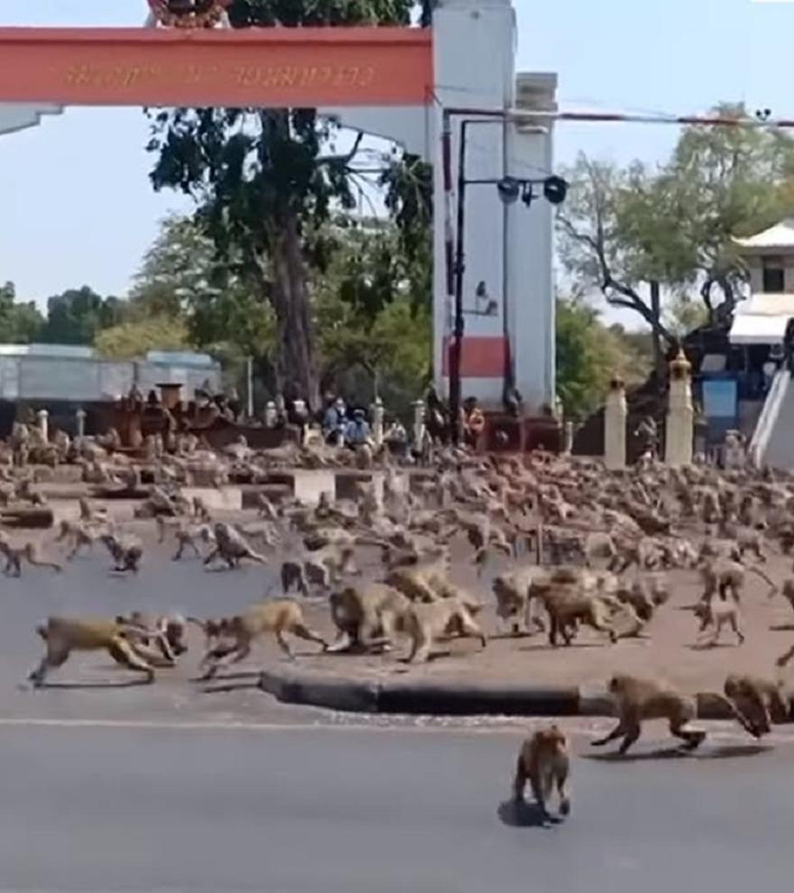 Una ciudad tailandesa invadida por los monos trata de recuperar el control de las calles