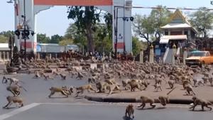 Una ciudad invadida por los monos trata de recuperar el control