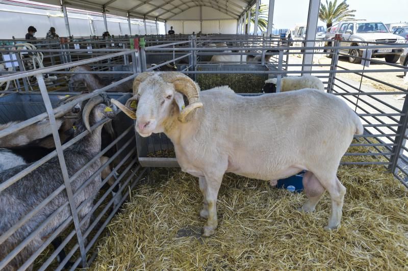 Feria y concurso de Ganado de Gran Canaria