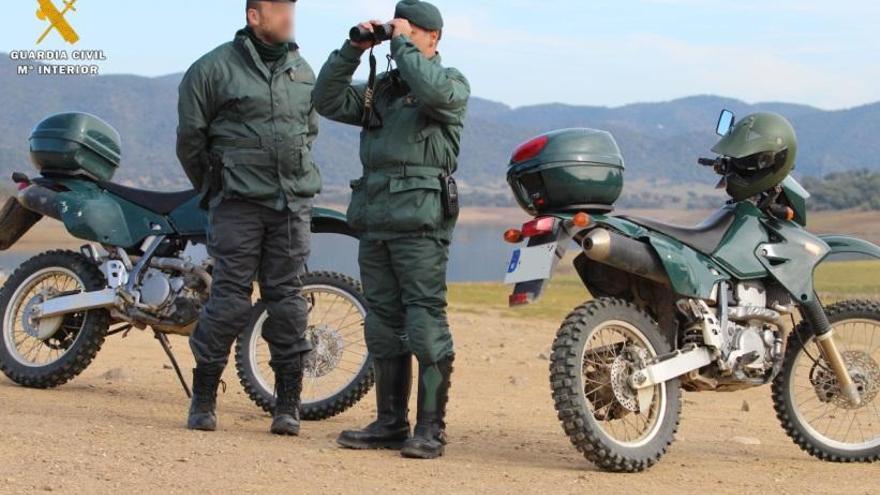 Denunciados tres hombres en Trassierra por recoger piñas sin autorización