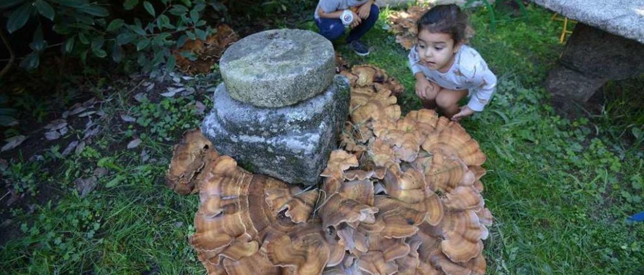 Los nietos de la propietaria del jardín donde crece la seta con la &quot;Meripilus Giganteus&quot;, a la que llaman &quot;el monstruo&quot;. // Gustavo Santos