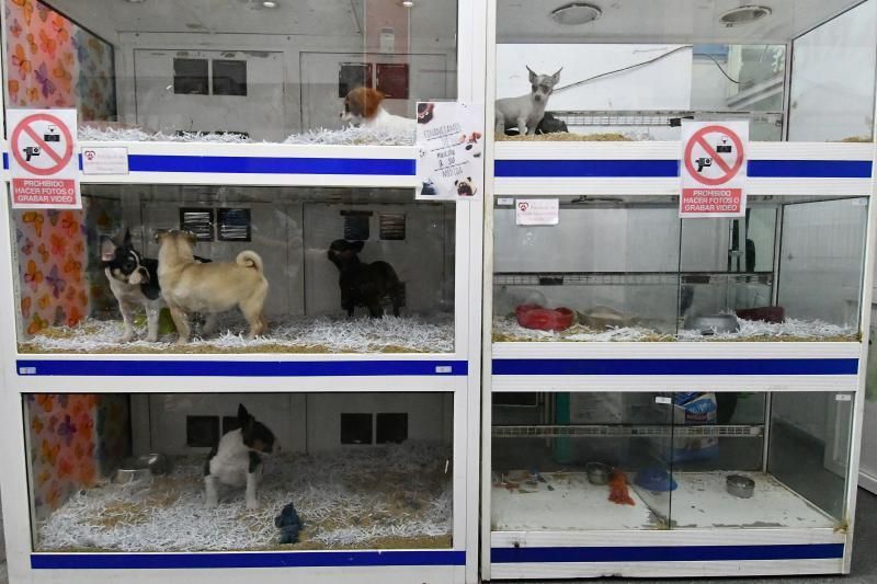 Perros en un escaparate en una tienda de San Grego