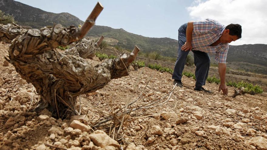 La sequía diezma la producción de la uva de vino