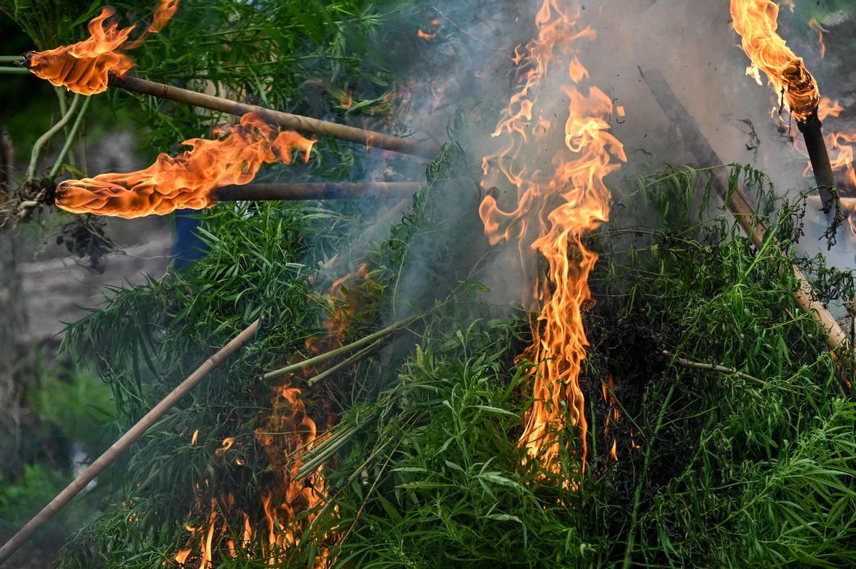 Autoridades de Indonesia queman plantaciones de marihuana en Aceh