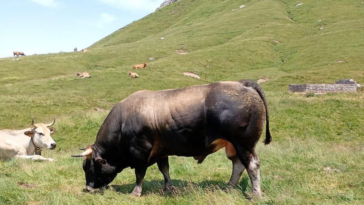 Ganado en la zona del parque nacional de los Picos de Europa en la que se están registrando más ataques del lobo.