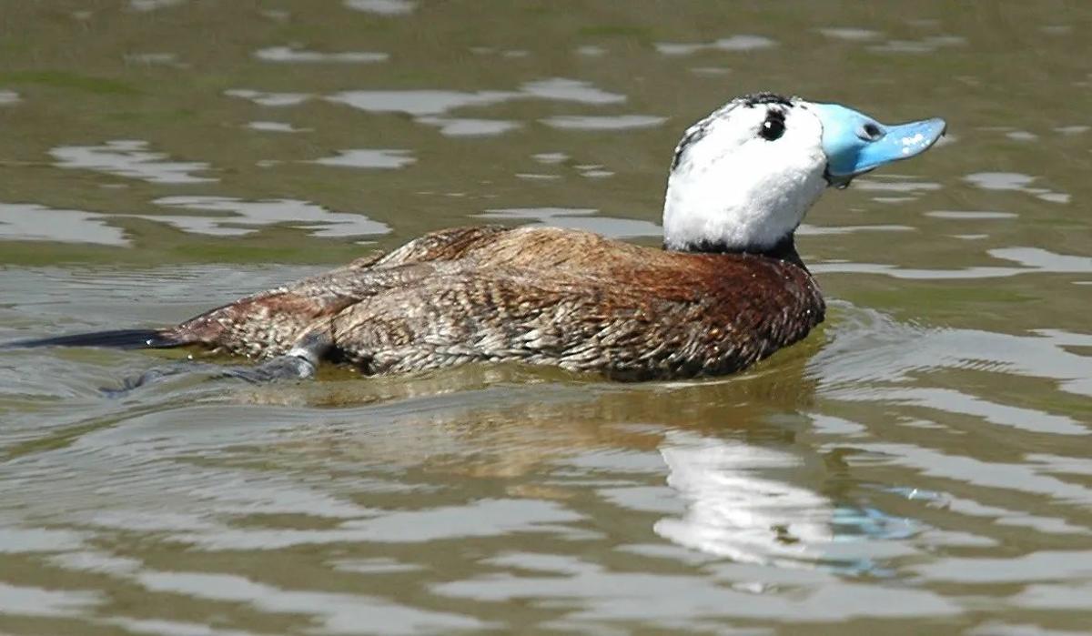 Malvasía cabeciblanca