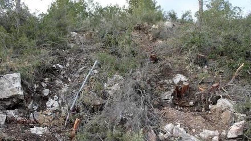 Los ecologistas denuncian la tala masiva de pinos que arrasó el monte de Enguera