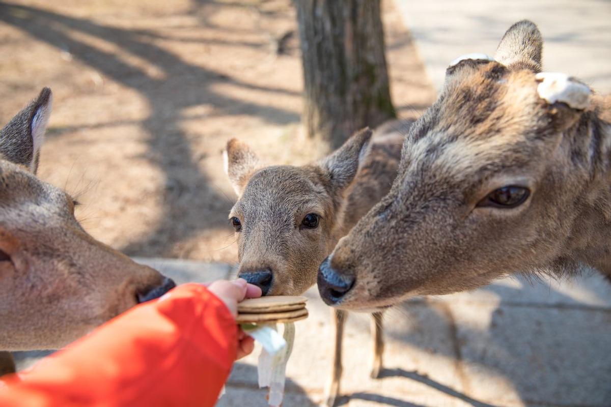 Parque de los ciervos de Nara Expedición VIAJAR a Japón