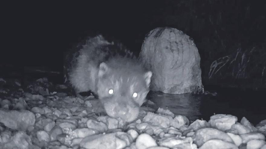 Nuevos avistamientos corroboran que la nutria se expande por el cauce de Xúquer