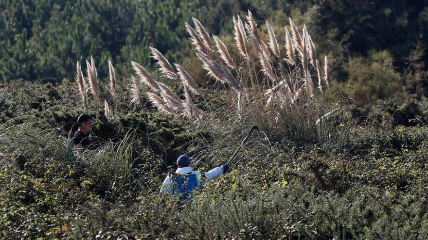 Operarios retirando plumeros de las dunas de El Espartal, en San Juan de Nieva.