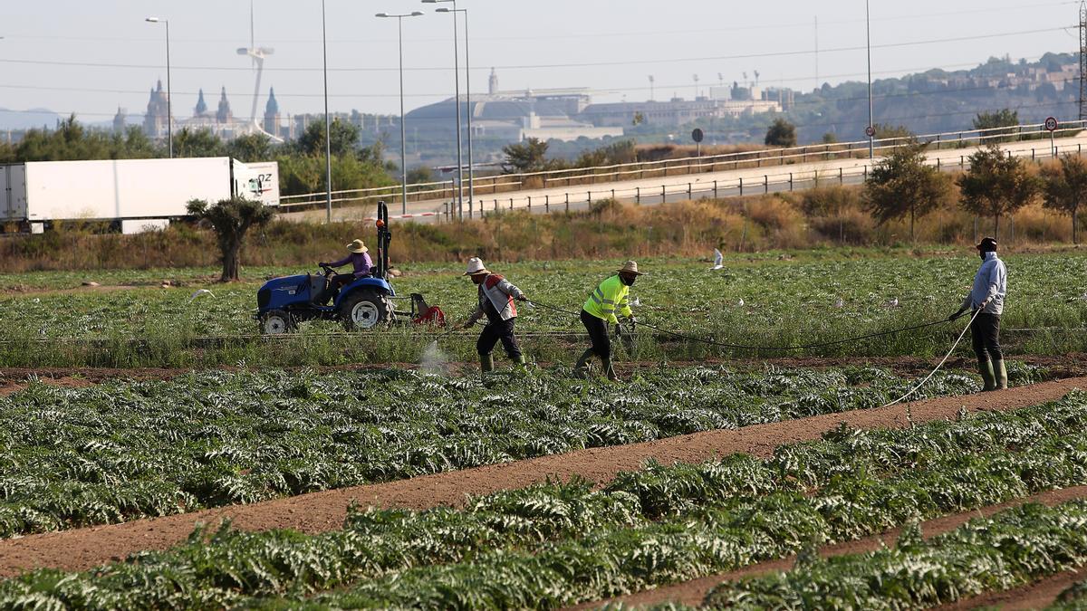 Labores agrícolas en El Prat de Llobregat