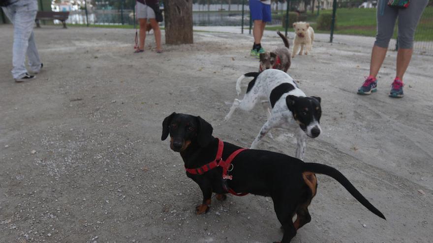 Varios canes en un parque canino de la capital.
