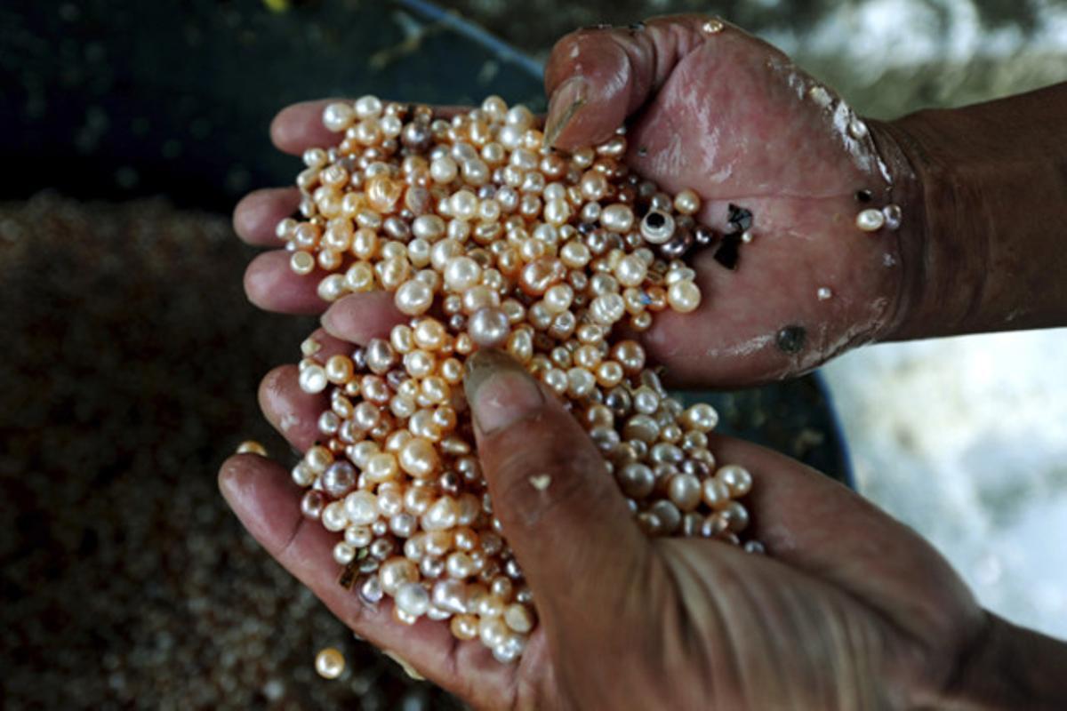 Un operari sosté un grapat de perles cultivades en una fàbrica de perles de Zhuji, a la província de Zhejiang (Xina).