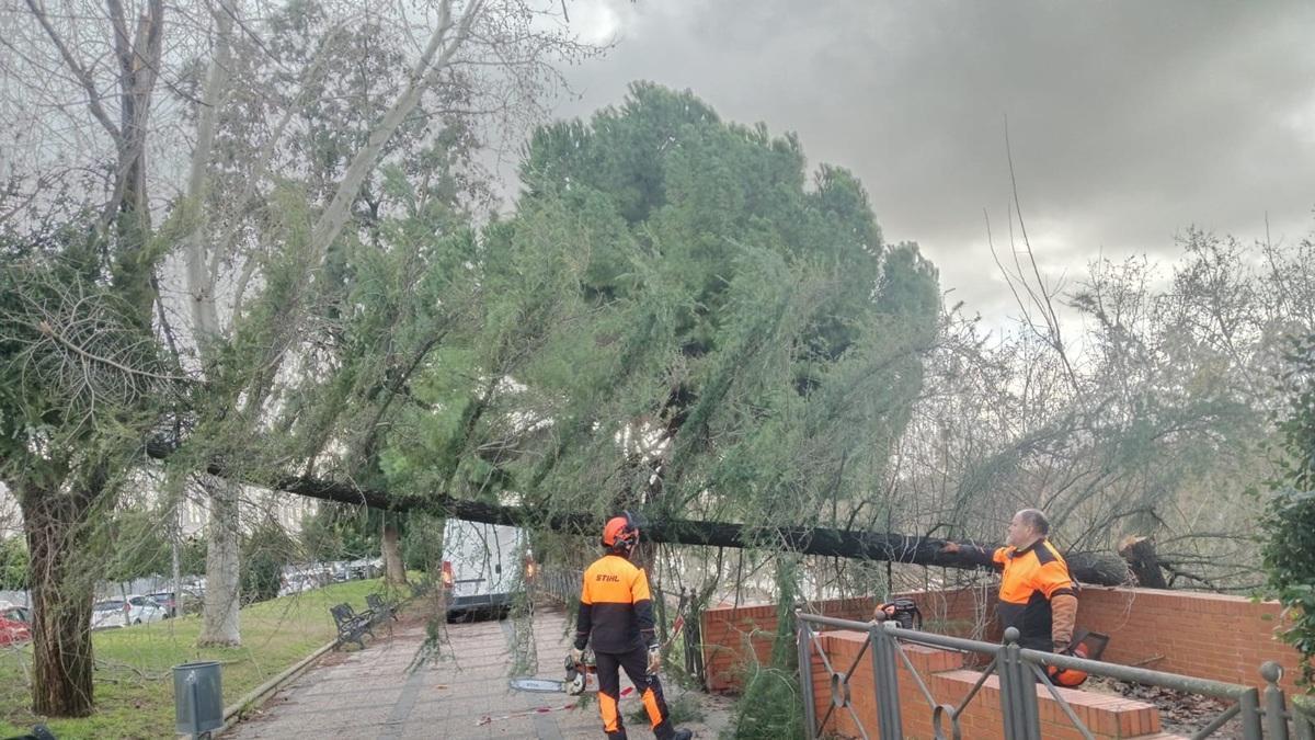 Trabajos para la recuperación del arbolado de Mérida afectado por la borrasca Kristin
