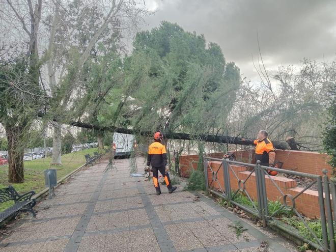 Trabajos para la recuperación del arbolado de Mérida afectado por la borrasca Kristin