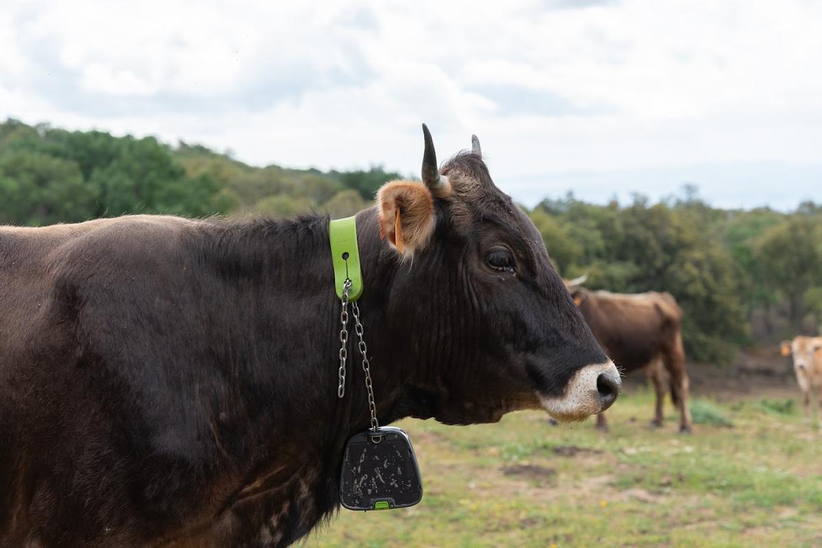 Una vaca de l'Albera amb el collar amb el sensor que guia via GPS.