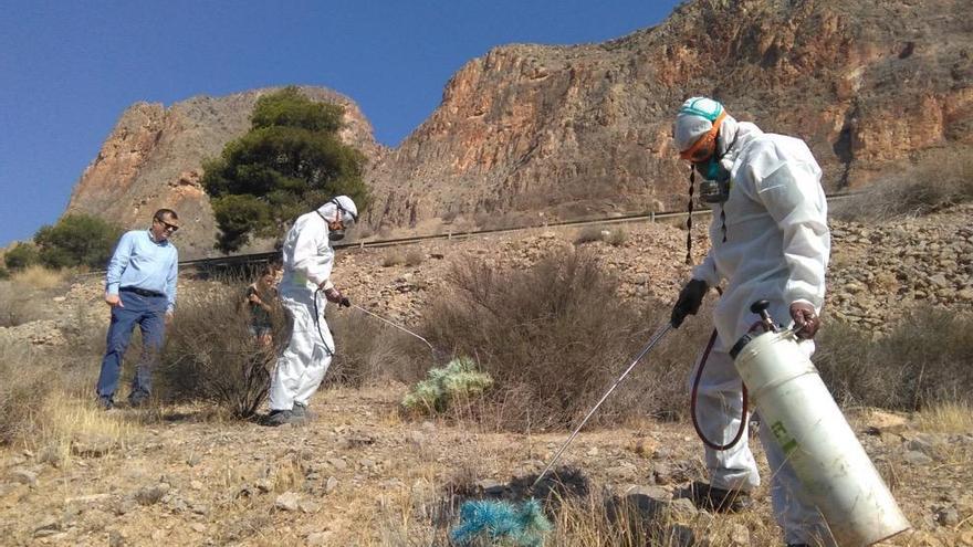 Instante de la fumigación esta mañana en San Antón