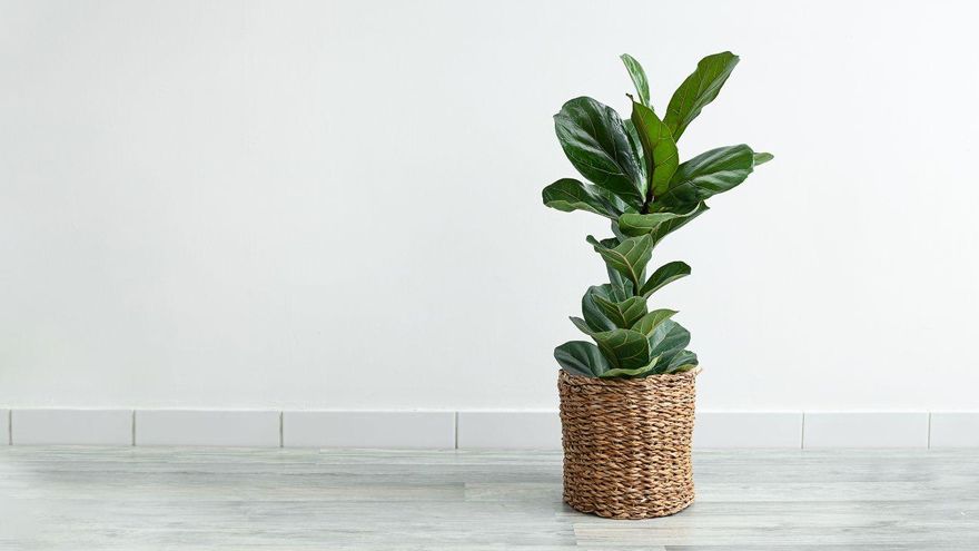 Ficus Lyrata: la planta de interior que todos quieren tener y cómo cuidarla