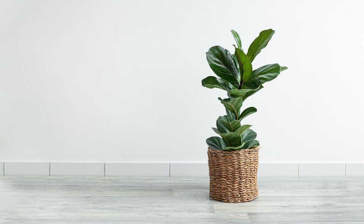 FICUS LYRATA | Ficus Lyrata: la planta de interior que todos quieren tener y cómo cuidarla