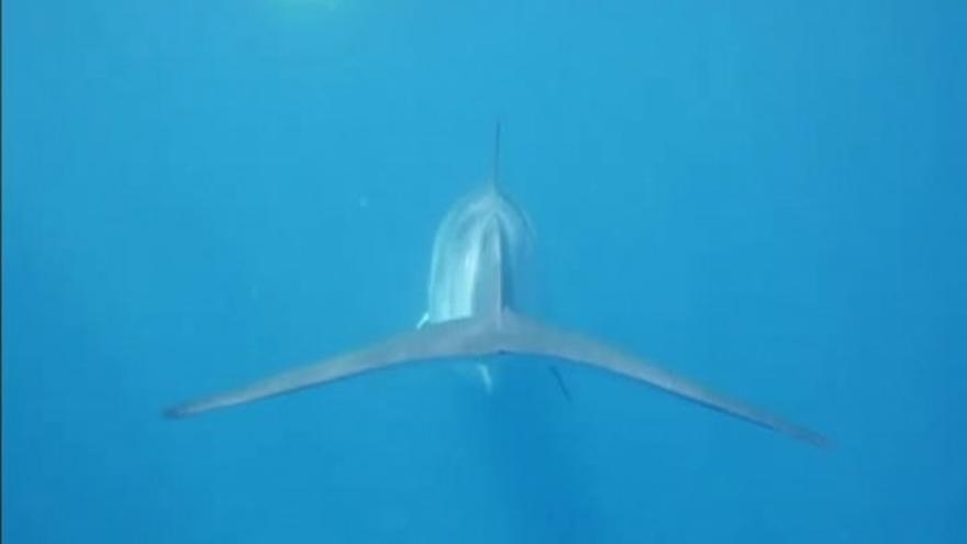 Nadar con ballenas, toda una experiencia en Australia