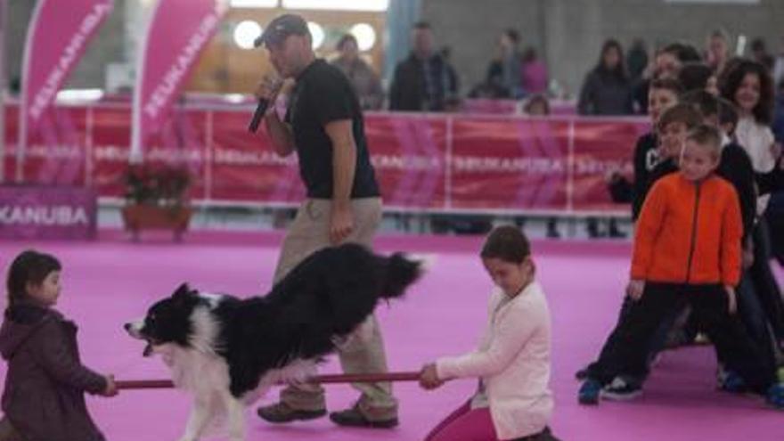 IFA acogió ayer diversas pruebas con los animales y el público infantil, además de exhibiciones de varias razas de perros.