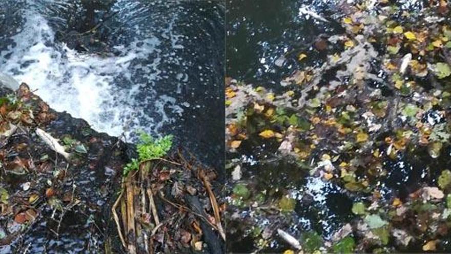 Truchas muertas en el río cerca del vertido.