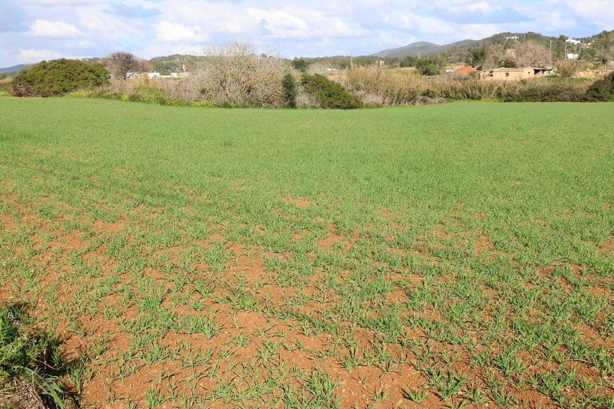 Los agricultores de Ibiza vuelven a sembrar cereal y forraje Los agricultores de Ibiza vuelven a sembrar cereal y forraje