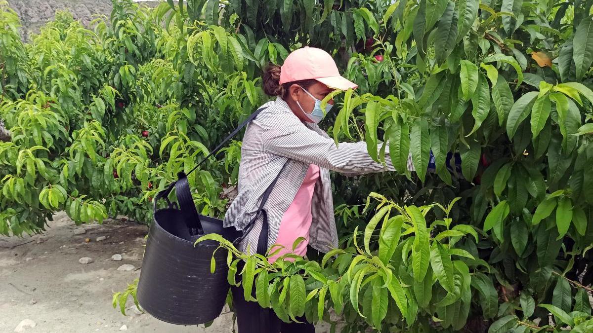 Trabajadora del sector agrario durante la pasada campaña de fruta de hueso.