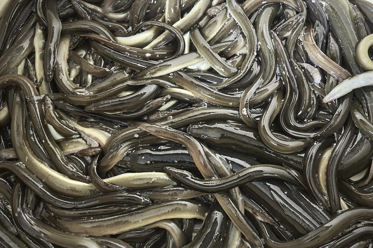 Ejemplares de anguila pescados por marineros gallegos.