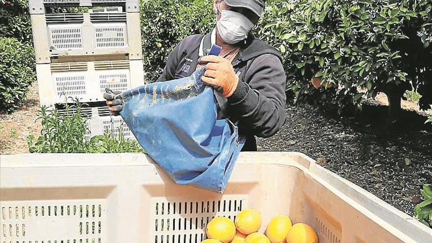 Palmanaranja envío 20.000 kilos de naranja al hospital de Ifema