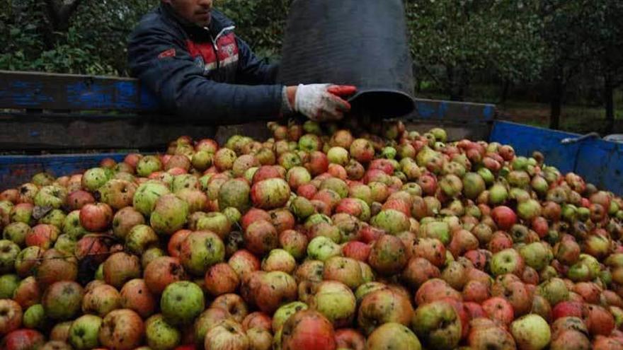 Un operario, en plena recogida durante la pasada campaña.