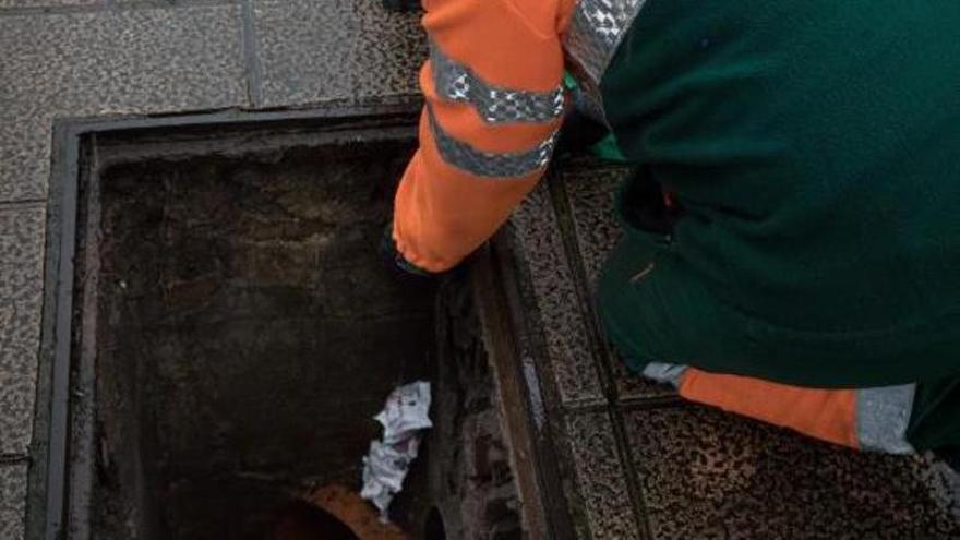 Gijón está lleno de ratas, sobre todo desde el inicio de la pandemia...